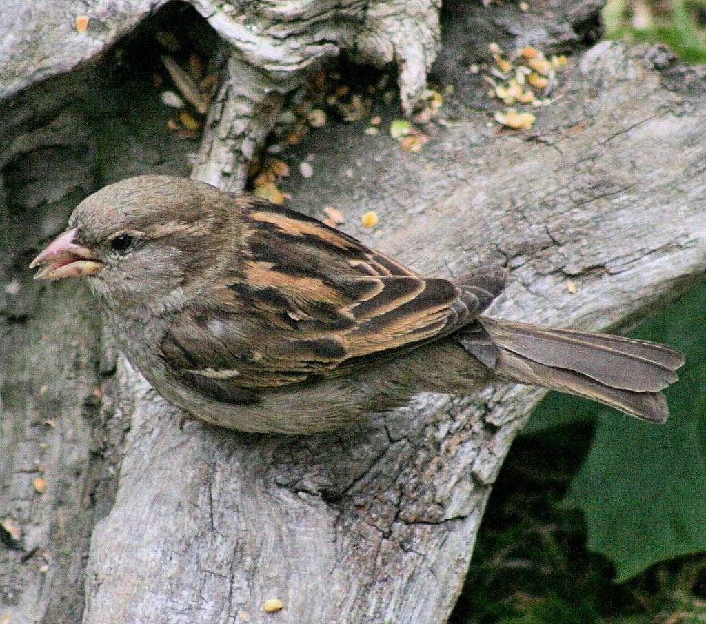 Female house sparrow, a hawk's eye view by foxypar4 is licensed under CC BY 2.0